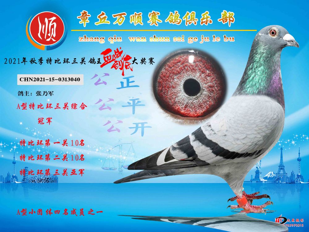 章丘信鸽协会最新通知，爱的信鸽，传递温情与陪伴的力量