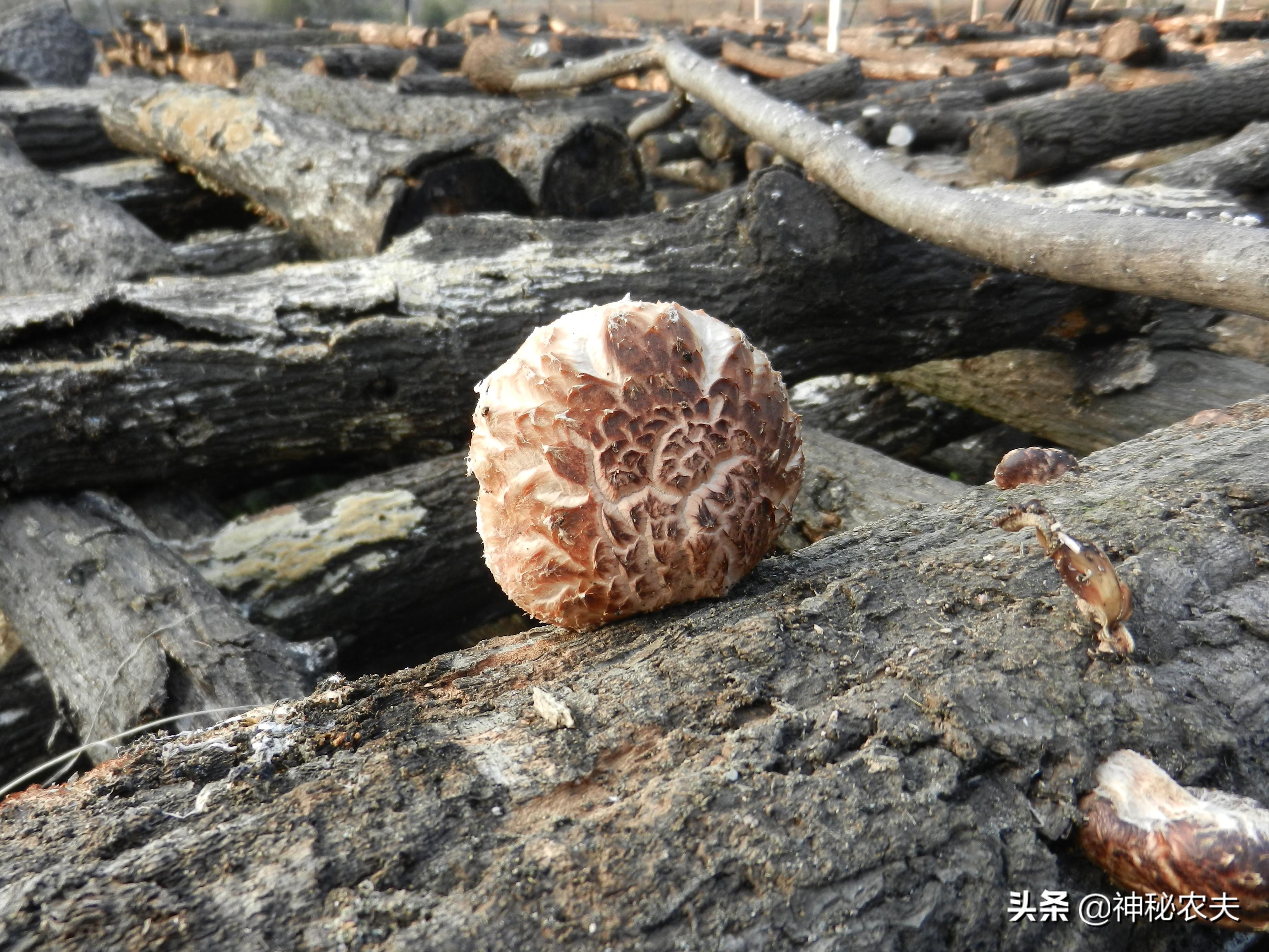 袋料香菇的种植技术革新与奇妙之旅