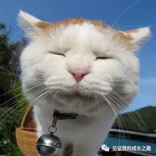 猫咪最新破解技巧，自信与成就感的提升之路