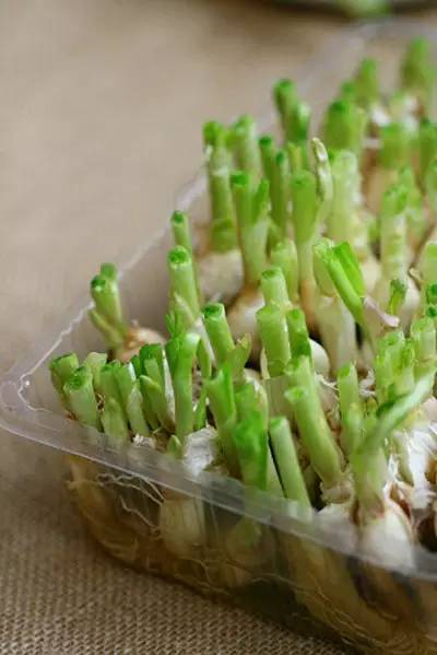 蒜苔最新价格动态，变化中的学习之路与自信成就之源