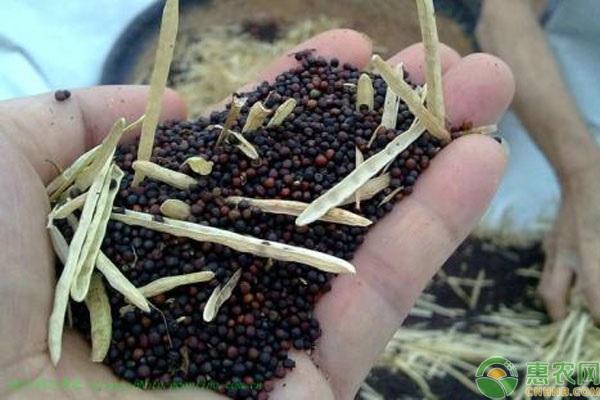 菜籽价格最新行情与一场自然美景的探寻之旅