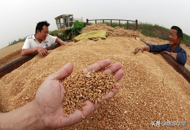 今天小麦最新价格，变化中的价值与学习力量