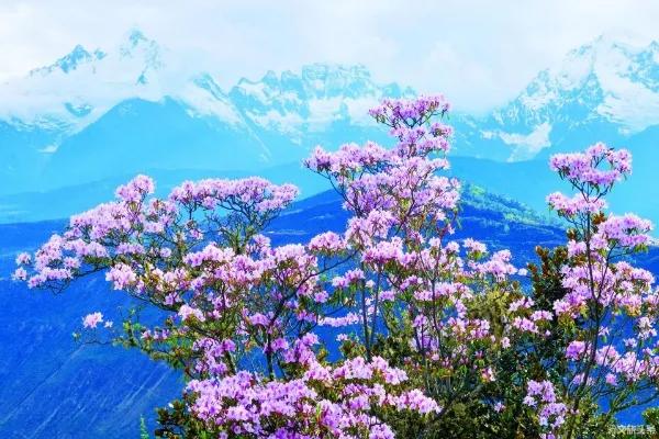 科技新纪元下的贡山至德钦无缝旅程最新消息更新