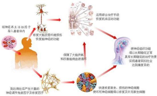 神经再生领域最新进展概览
