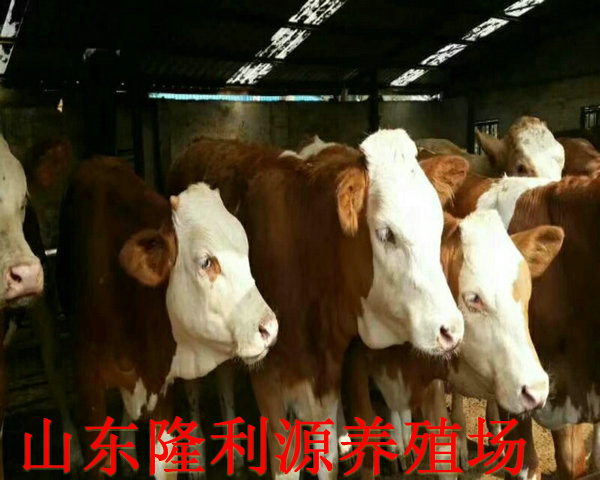 最新小牛犊价格概览，市场走势、影响因素与购买建议