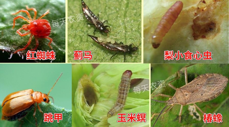 揭秘最新蟥虫，背景、重要事件与地位揭秘