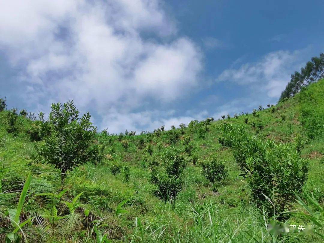 最新种植技术，探索自然美景之旅，寻求内心平和与宁静的旅程