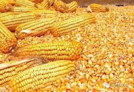 林州玉米最新行情与友情交织的温情故事