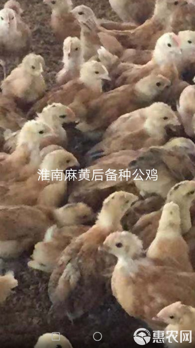 皖南麻鸡最新行情动态更新🐓