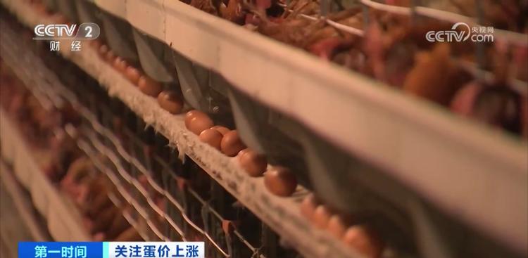 鸡蛋价格