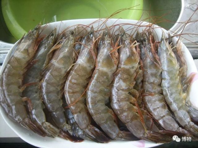 友情与爱共融的虾趣日常，最新南美白对虾价格解析